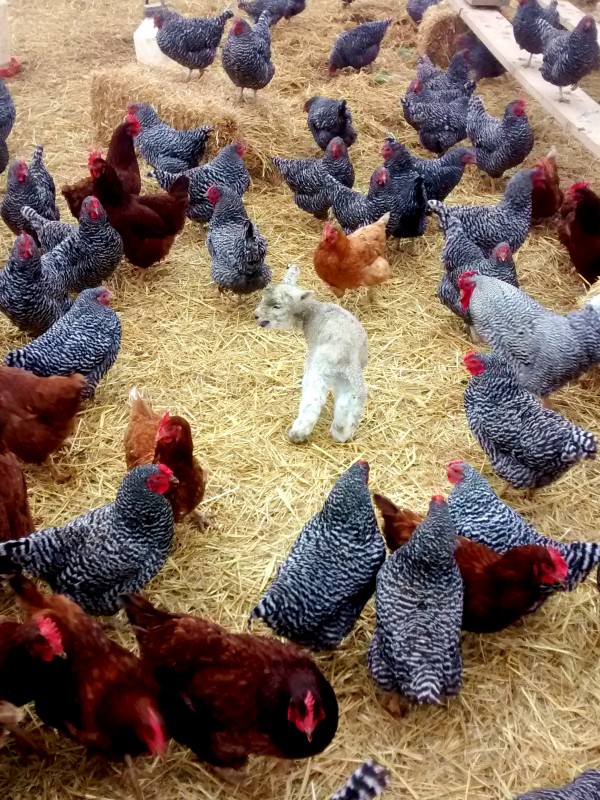 new lamb and hens