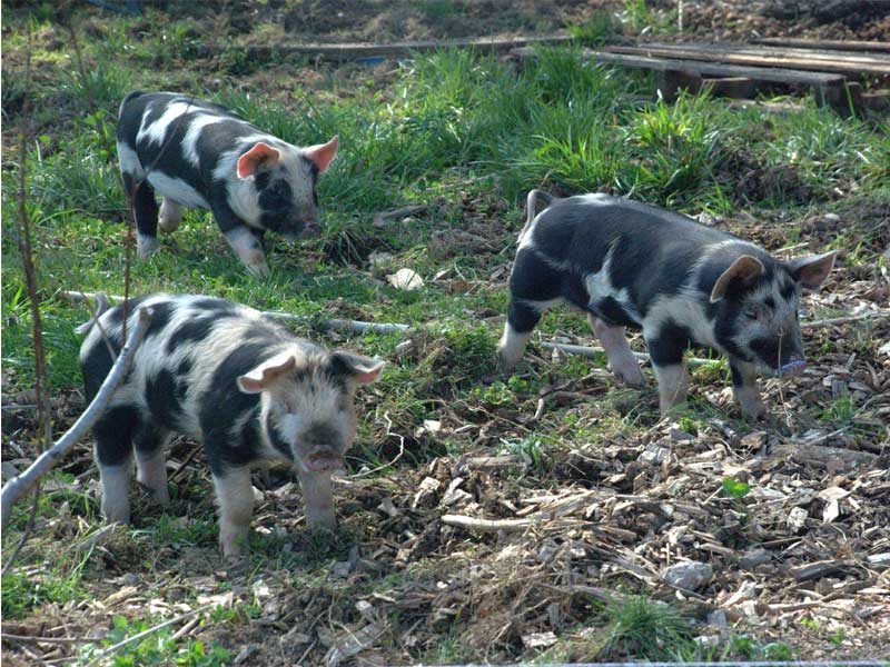 pigs-in-bee-habitat