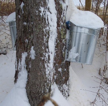 Maple Syrup – How It Is Made
