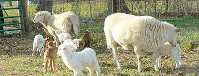 Lambs in March