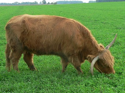 Four Reasons To Eat Grass Fed Beef