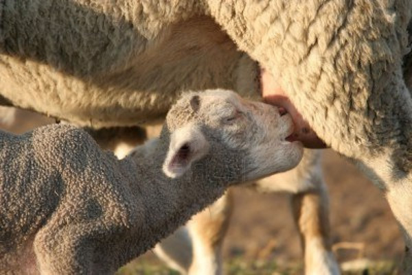 Sheep Milk: An Experiment