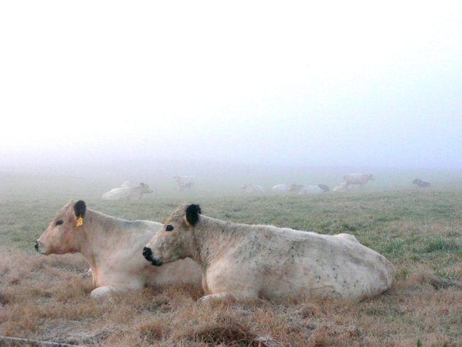 cows in a mist
