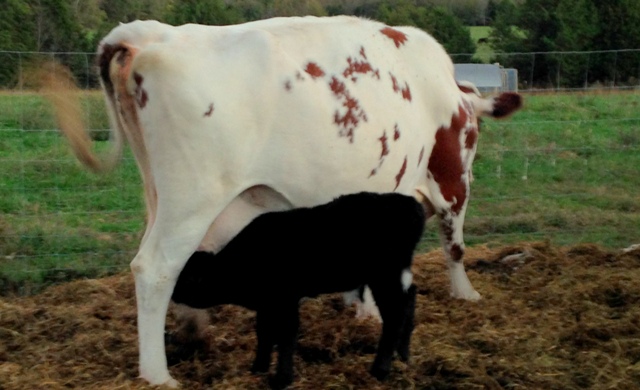 640x 400 sweetie pie and bull calf Ovtober 15 2015